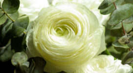 Persian Buttercup White Flower371781898 272x150 - Persian Buttercup White Flower - white, Spring, Persian, flower, Buttercup
